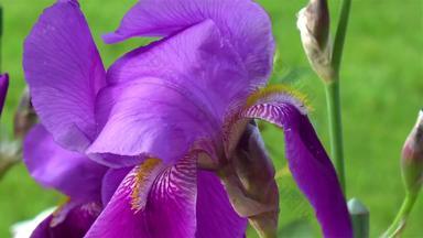 特写镜头详细的视图紫色的有胡子的虹膜的花园花
